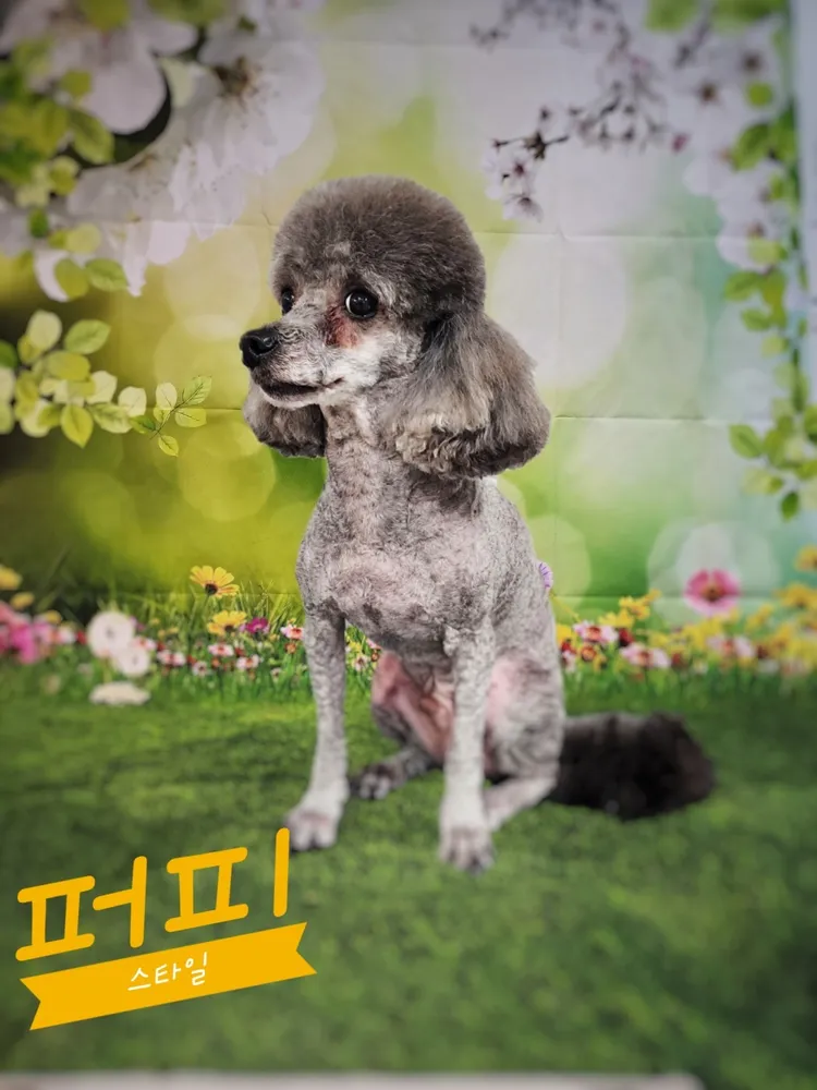 퍼피스타일 대표 이미지