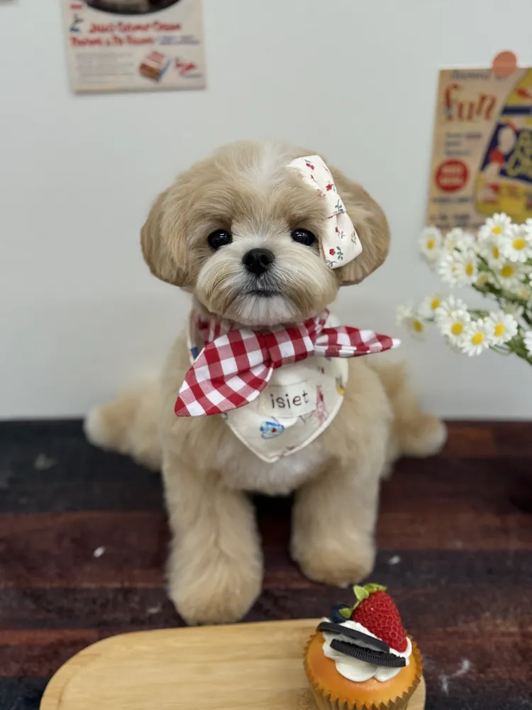 75도 애견미용 대표 이미지