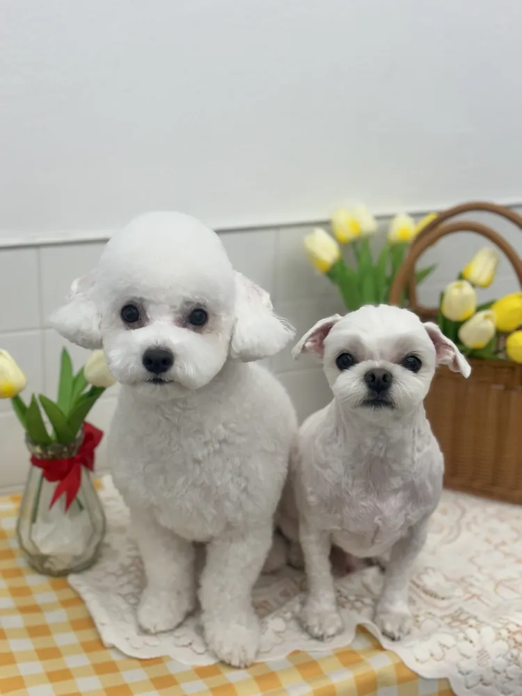 댕묭실 대표 이미지
