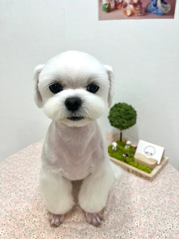 101애견미용 대표 이미지