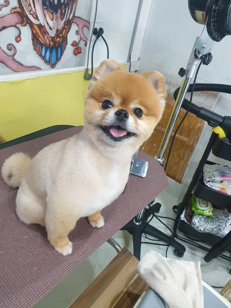 식빵이네 애견미용 대표 이미지