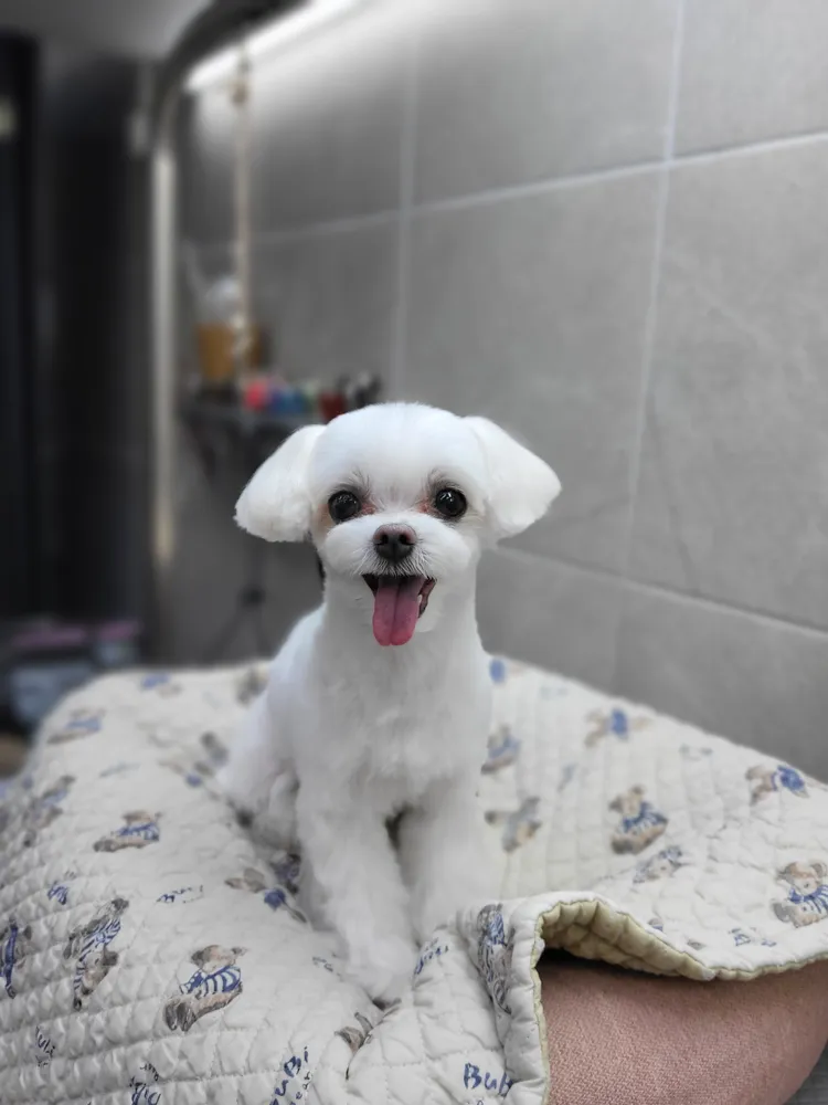 해피독 대표 이미지