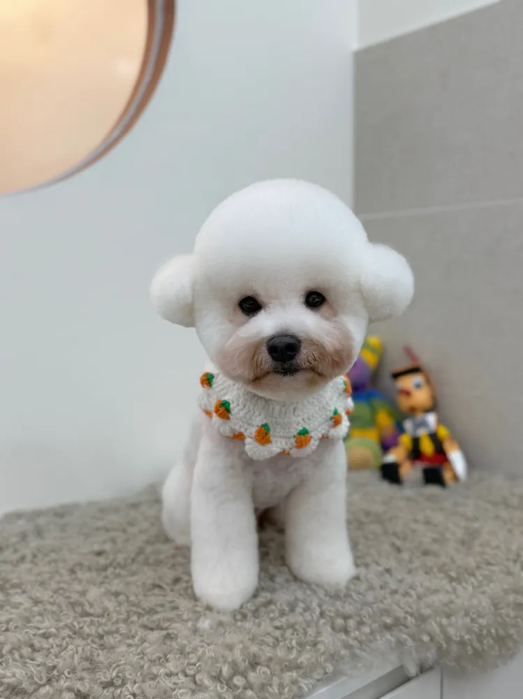 몽레브애견미용실 대표 이미지