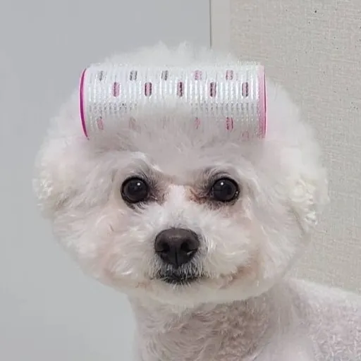 몽꾸르펫 대표 이미지