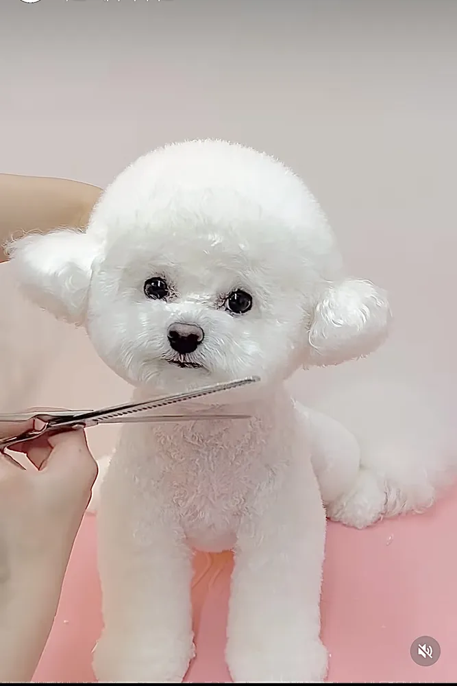 몽블리스 대표 이미지