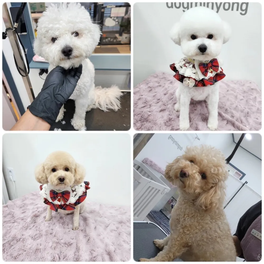 도그미뇽 대표 이미지