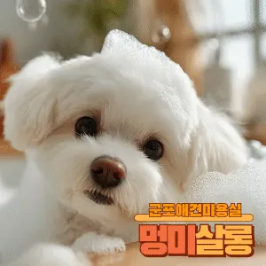멍미살롱 대표 이미지