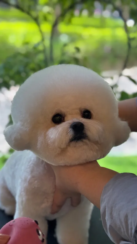 강아지마을 대표 이미지