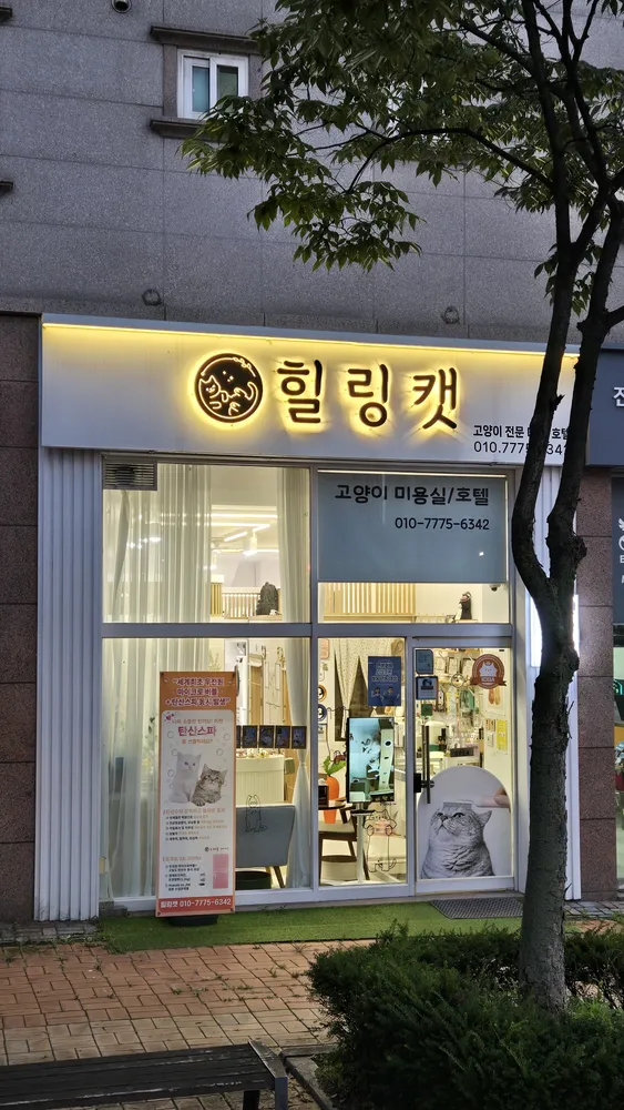 힐링캣 대표 이미지
