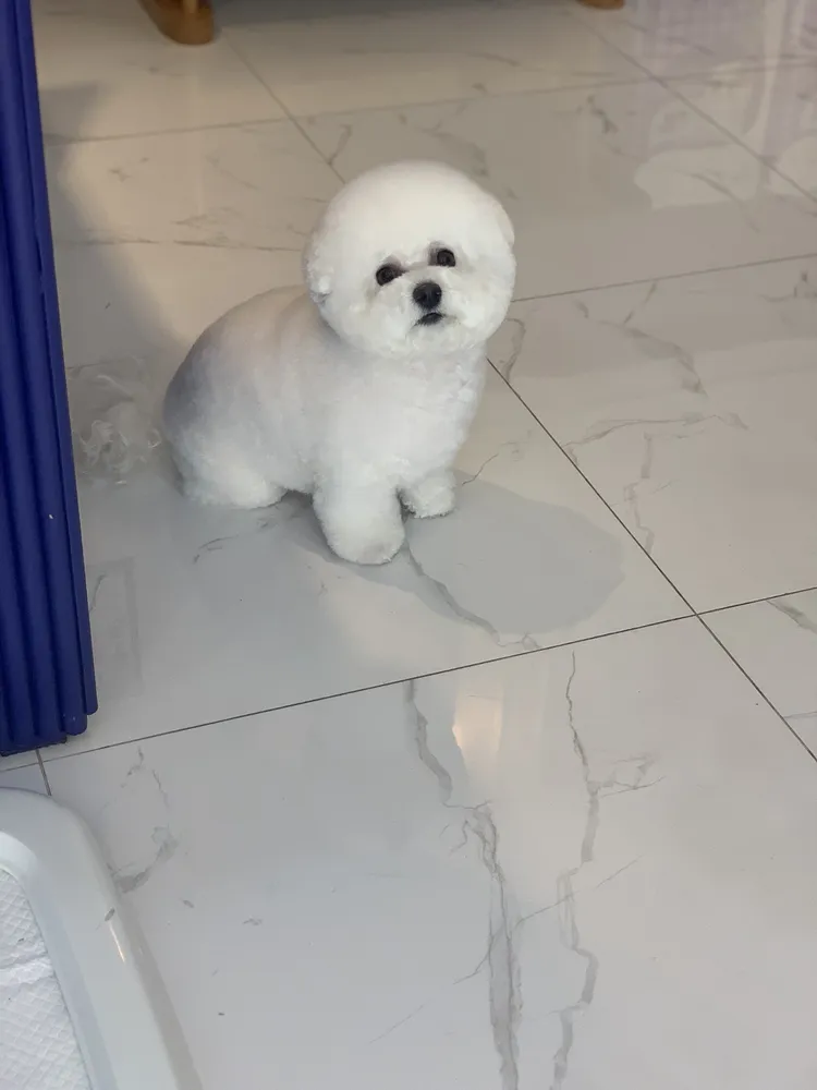 도그이엔티 대표 이미지