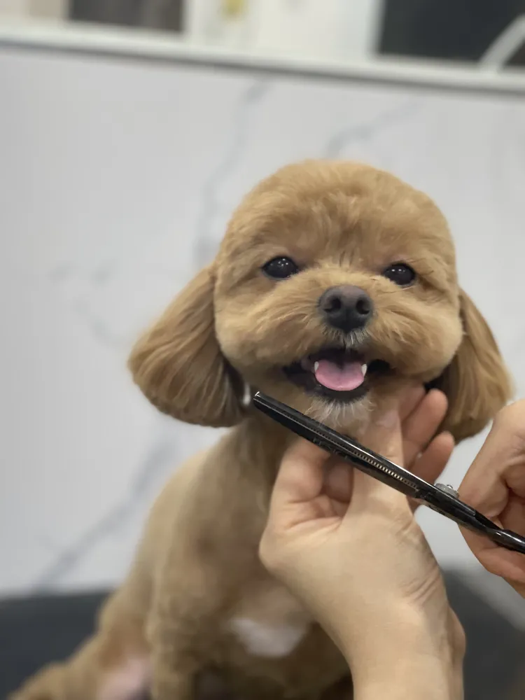 더쇼독 대표 이미지