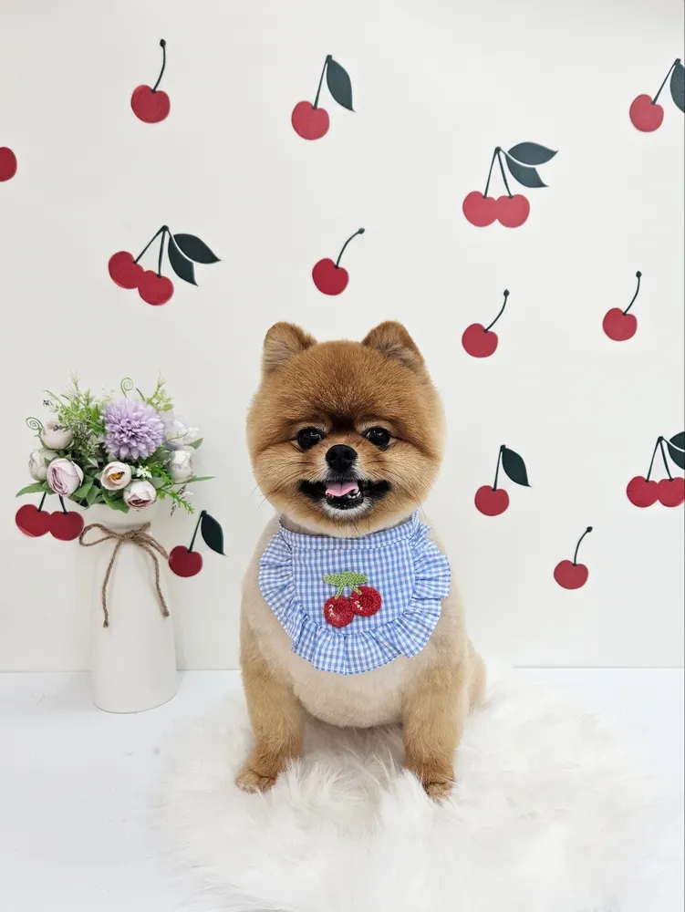 쁘띠르시앙 대표 이미지