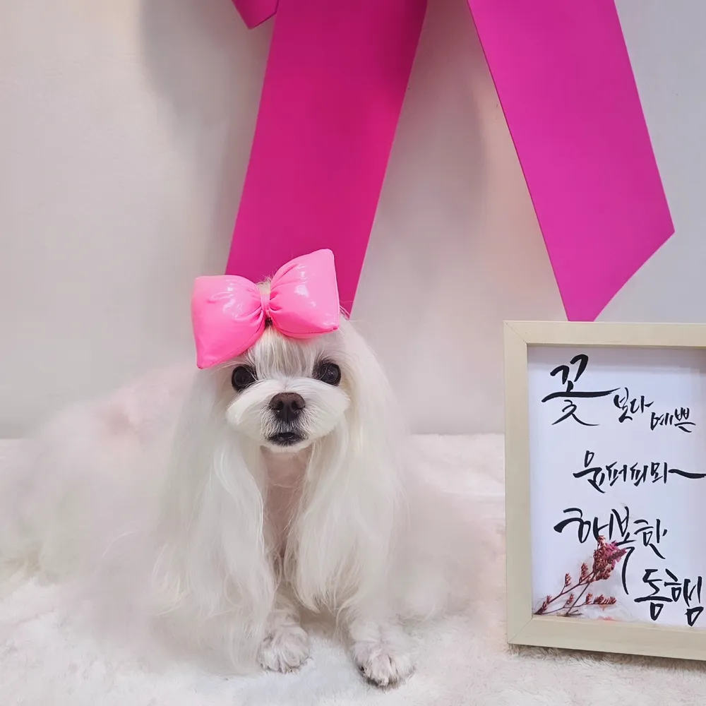 윤퍼피살롱 대표 이미지