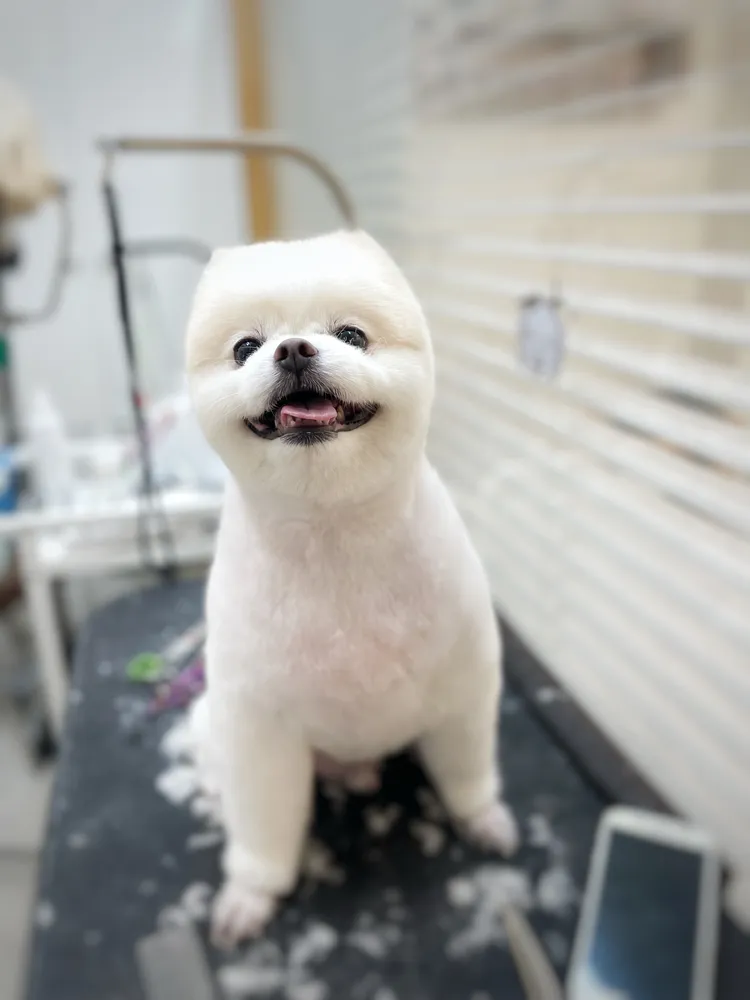 우드네 애견미용실 대표 이미지