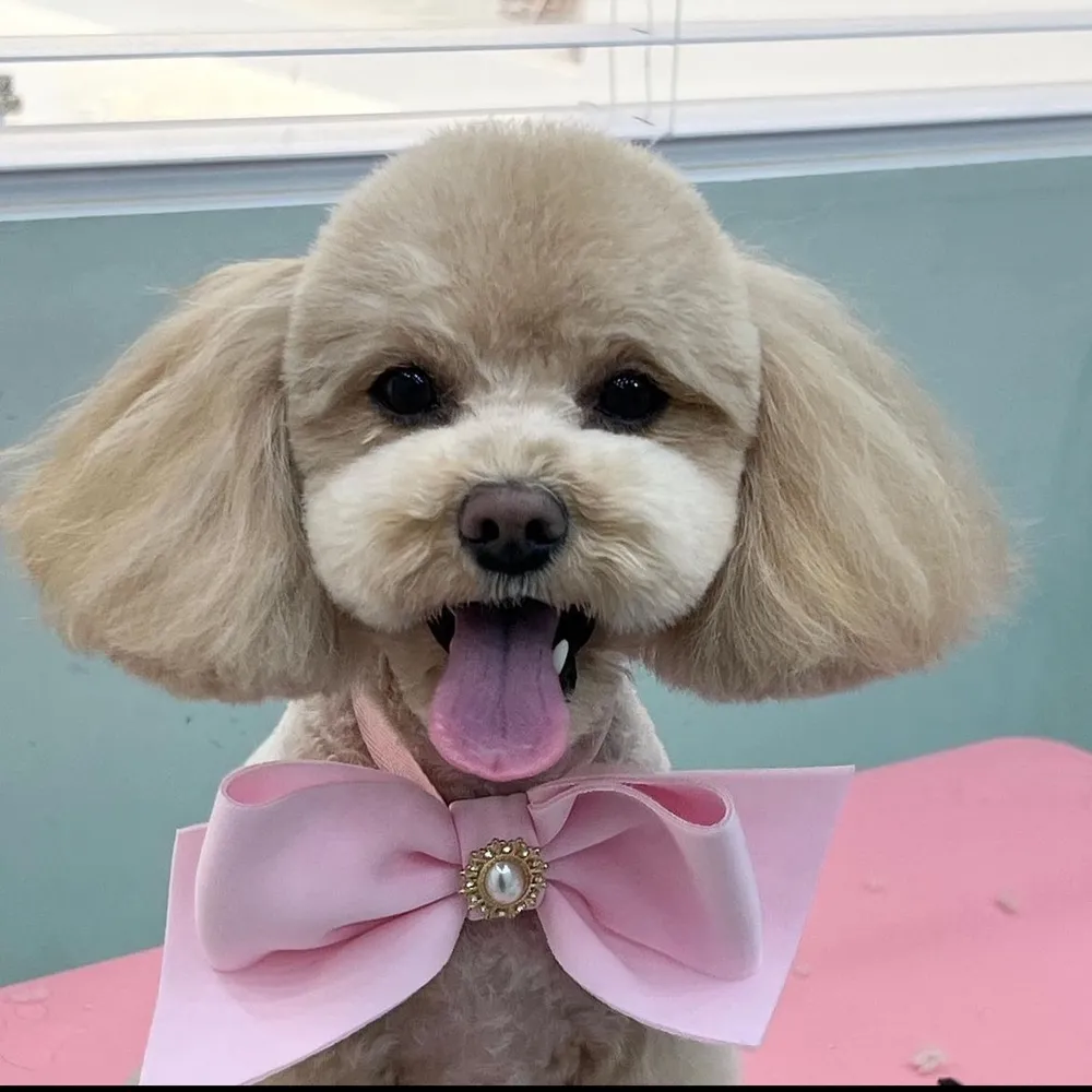 멍멍이발소 대표 이미지