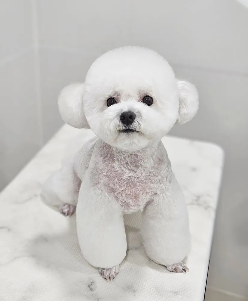 살롱드멍멍 대표 이미지