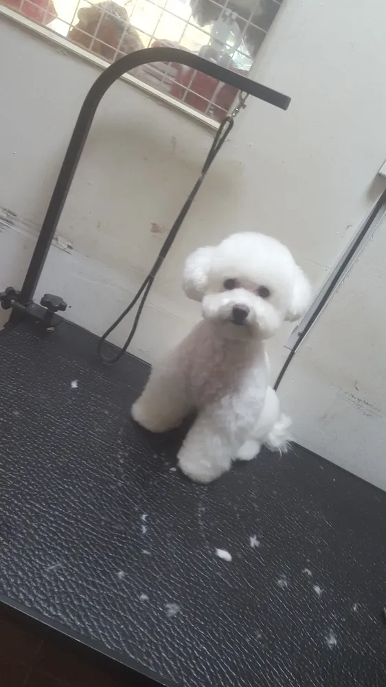 똥강아지 대표 이미지
