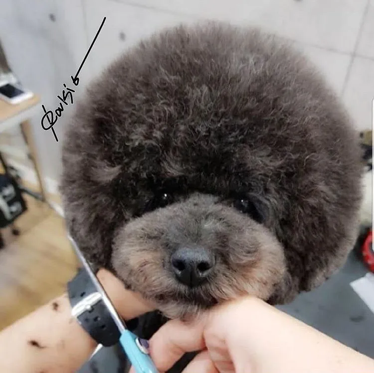 플레이독 대표 이미지
