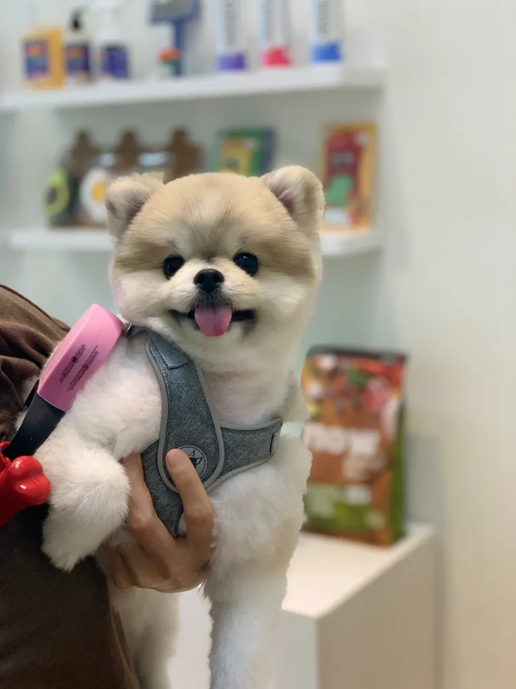 딩댕독 대표 이미지