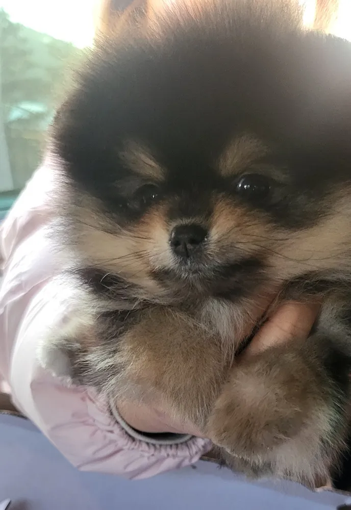 뚱이애견 대표 이미지