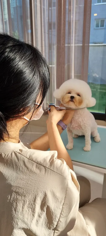 속초애견 더 이쁘개 대표 이미지