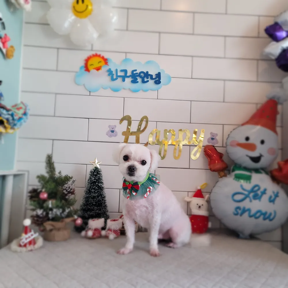 도그샵 대표 이미지