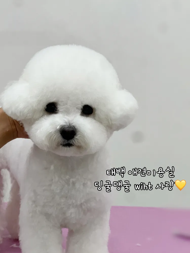딩굴댕굴 대표 이미지