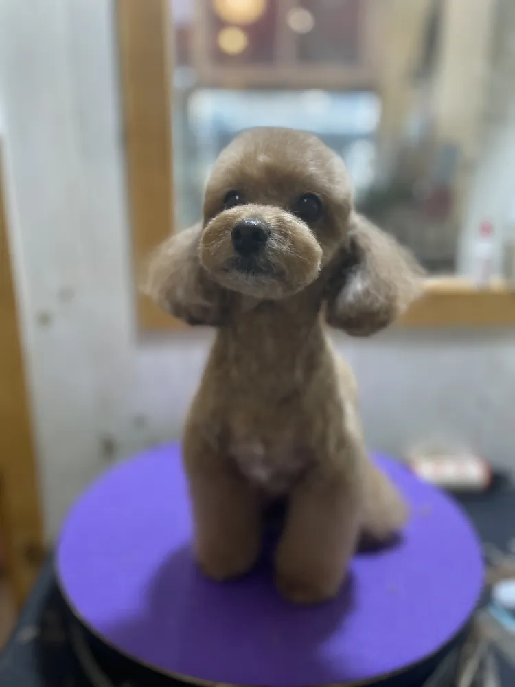 강아지는미용빨 대표 이미지