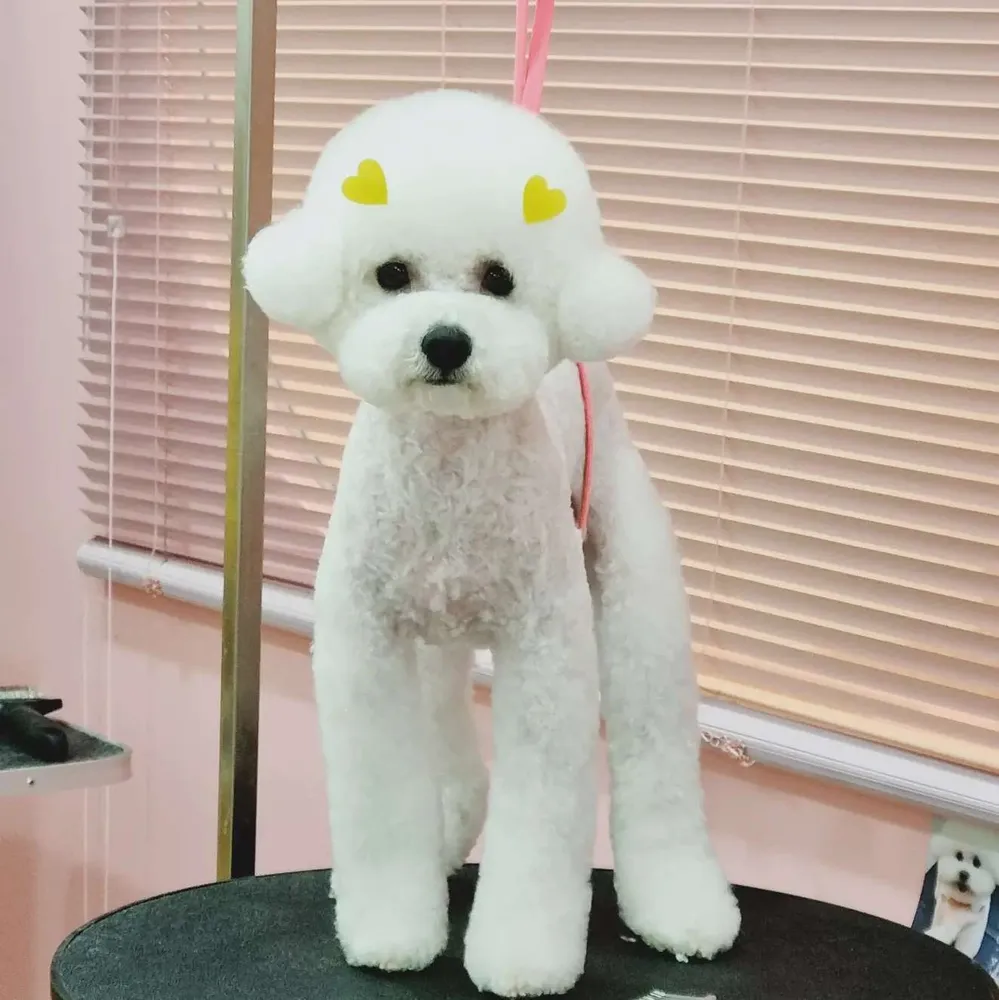 아이그루밍 대표 이미지