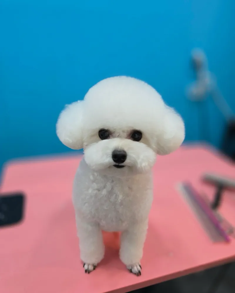 슈블리펫살롱 대표 이미지