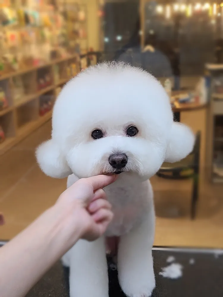 더예쁘개 대표 이미지