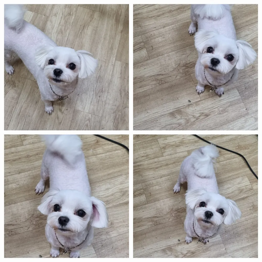 조은애견 대표 이미지
