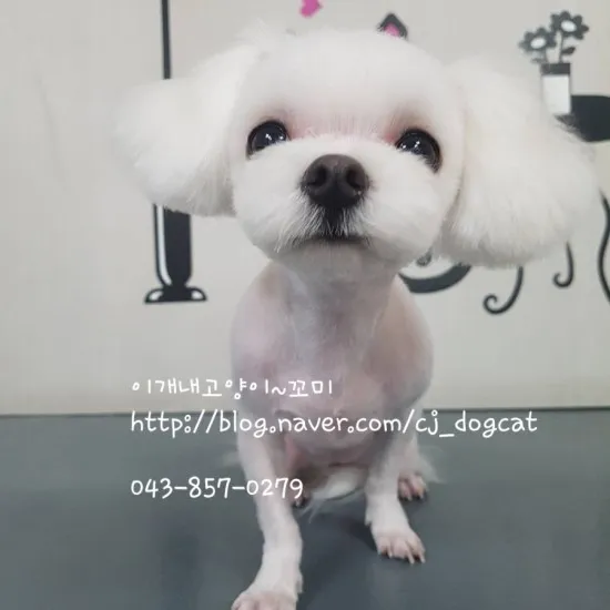 이개내고양이 대표 이미지