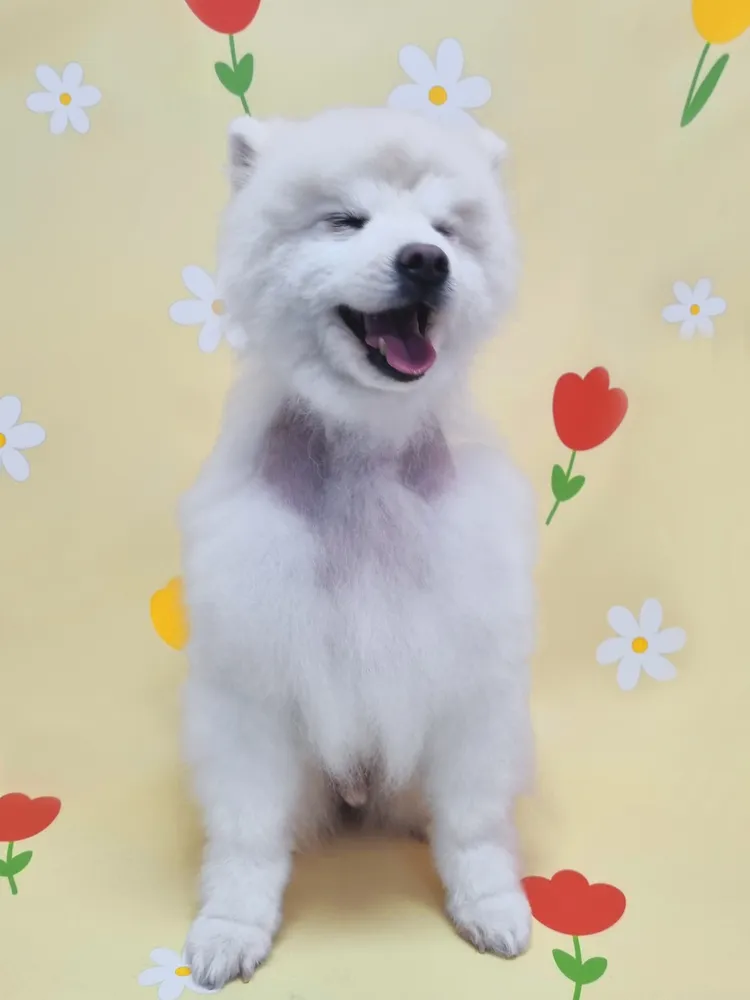 강아지랑 대표 이미지