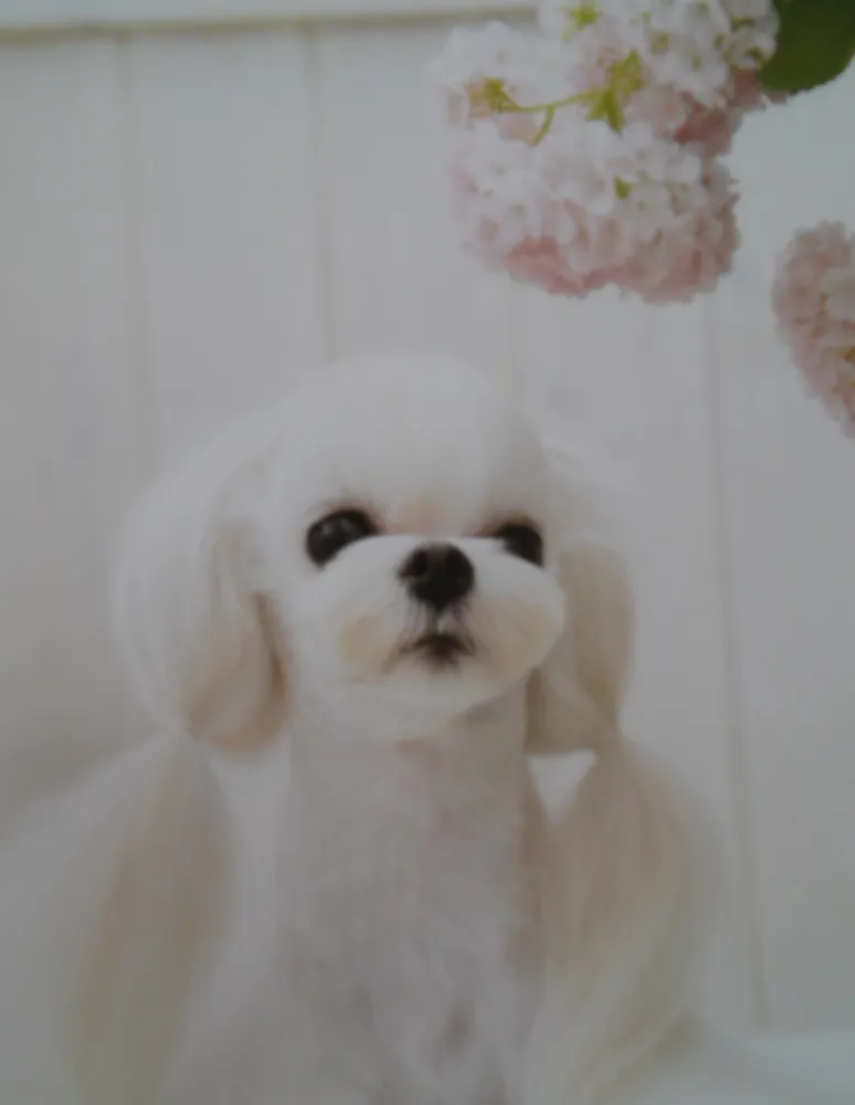 영심이애견호텔 대표 이미지