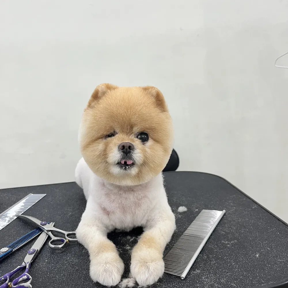 멍구르르 대표 이미지