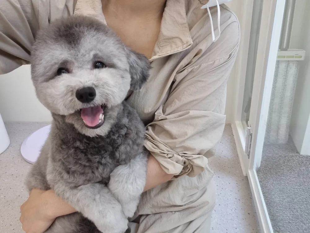 말끔하개 대표 이미지