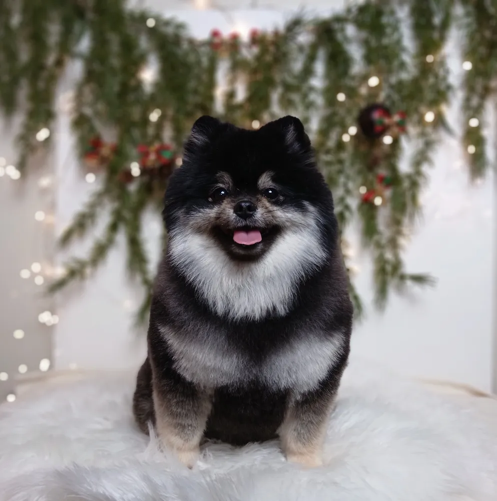 럽독 LUVDOG 대표 이미지