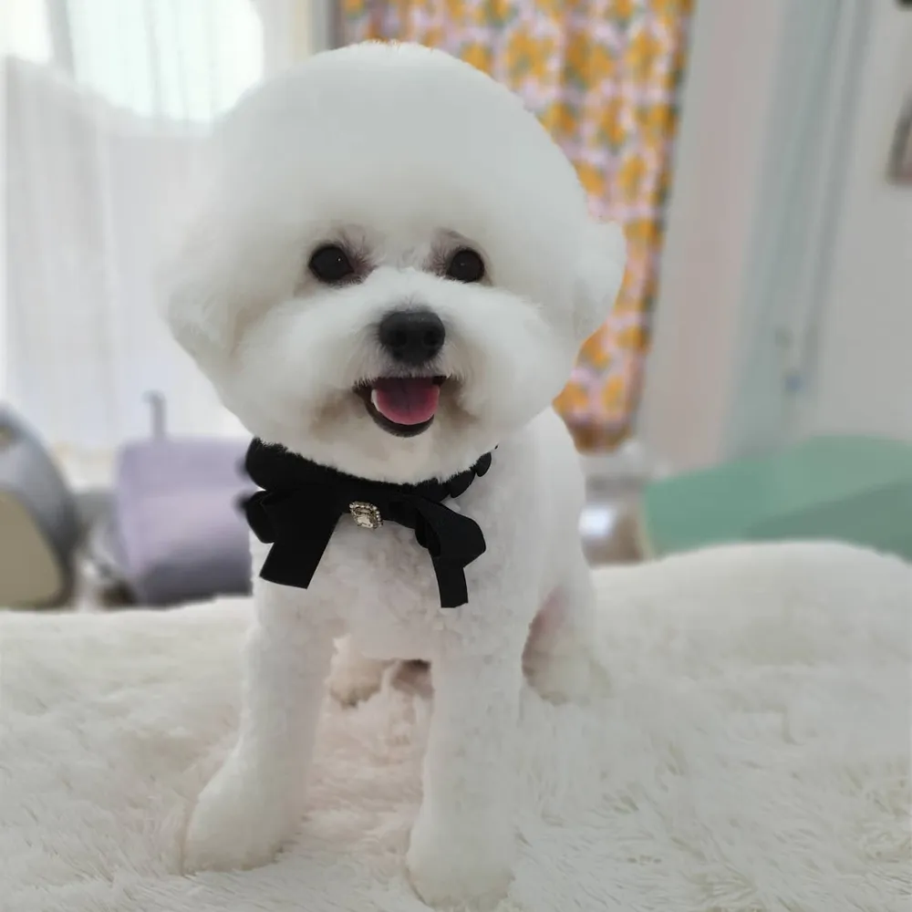 나의강아지 대표 이미지