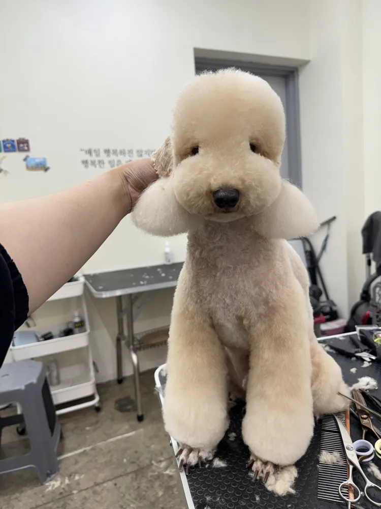 비마인독 대표 이미지