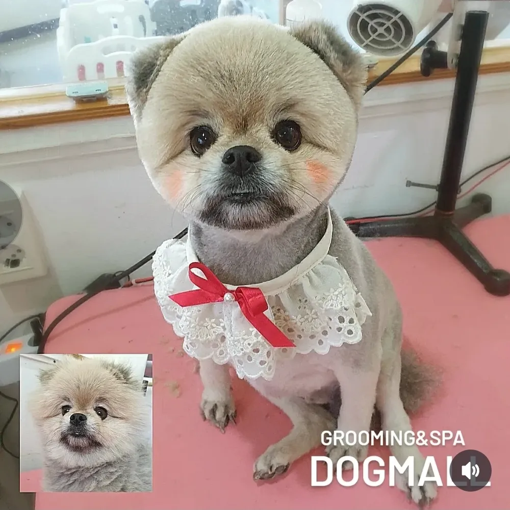 도그몰 애견미용실 대표 이미지
