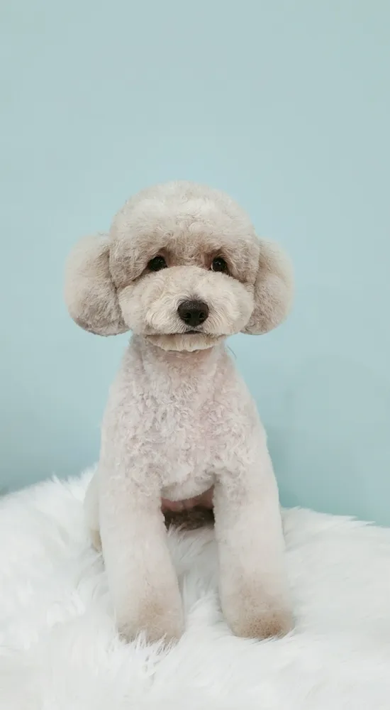 러브펫하우스 대표 이미지