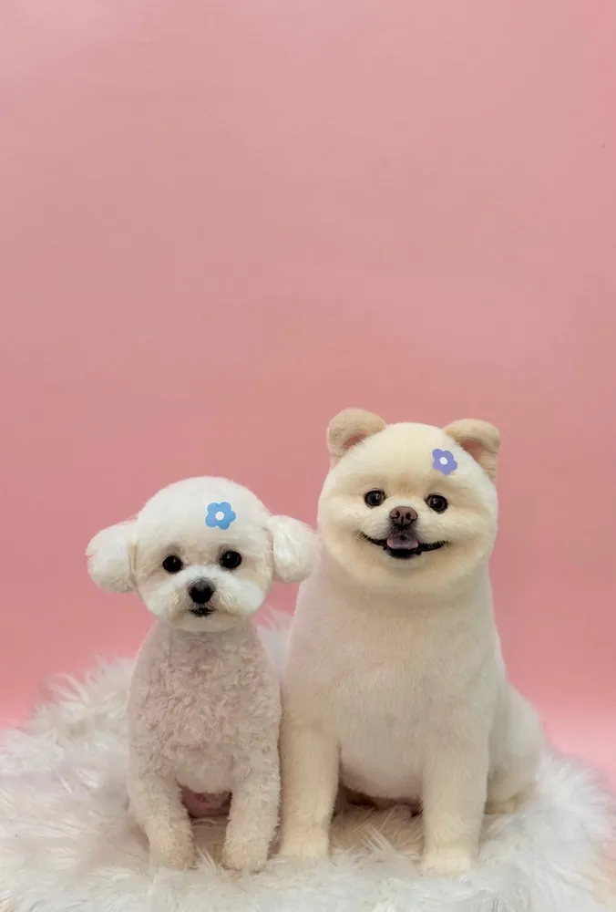 펫부띠끄 남악애견미용 대표 이미지
