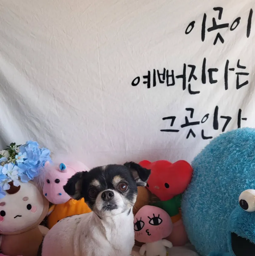 멍멍이발소 대표 이미지