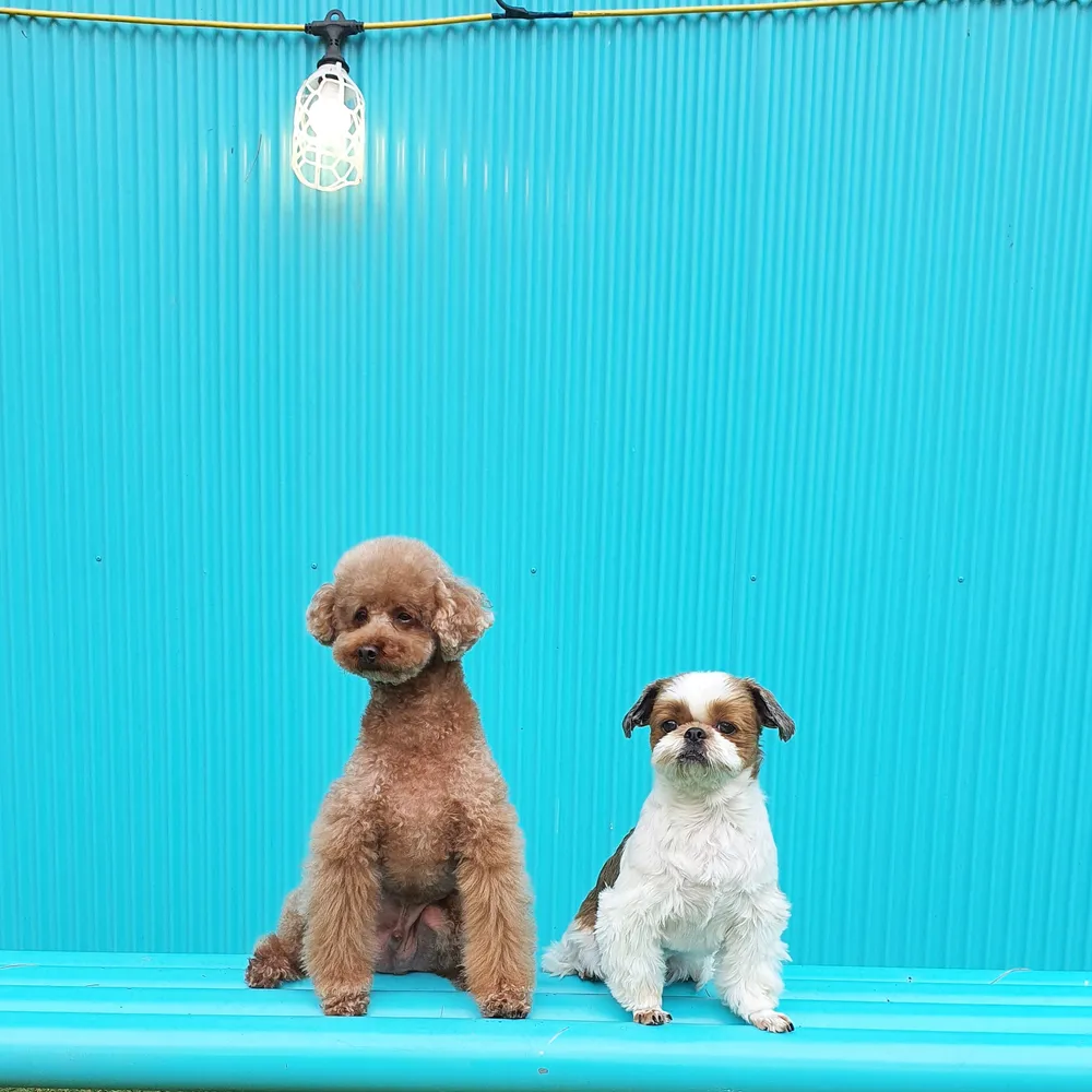 행복한 별 대표 이미지