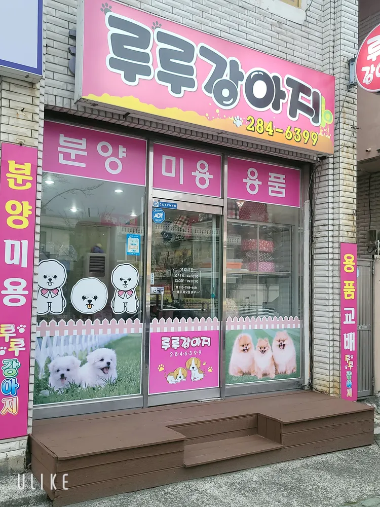 루루강아지 대표 이미지