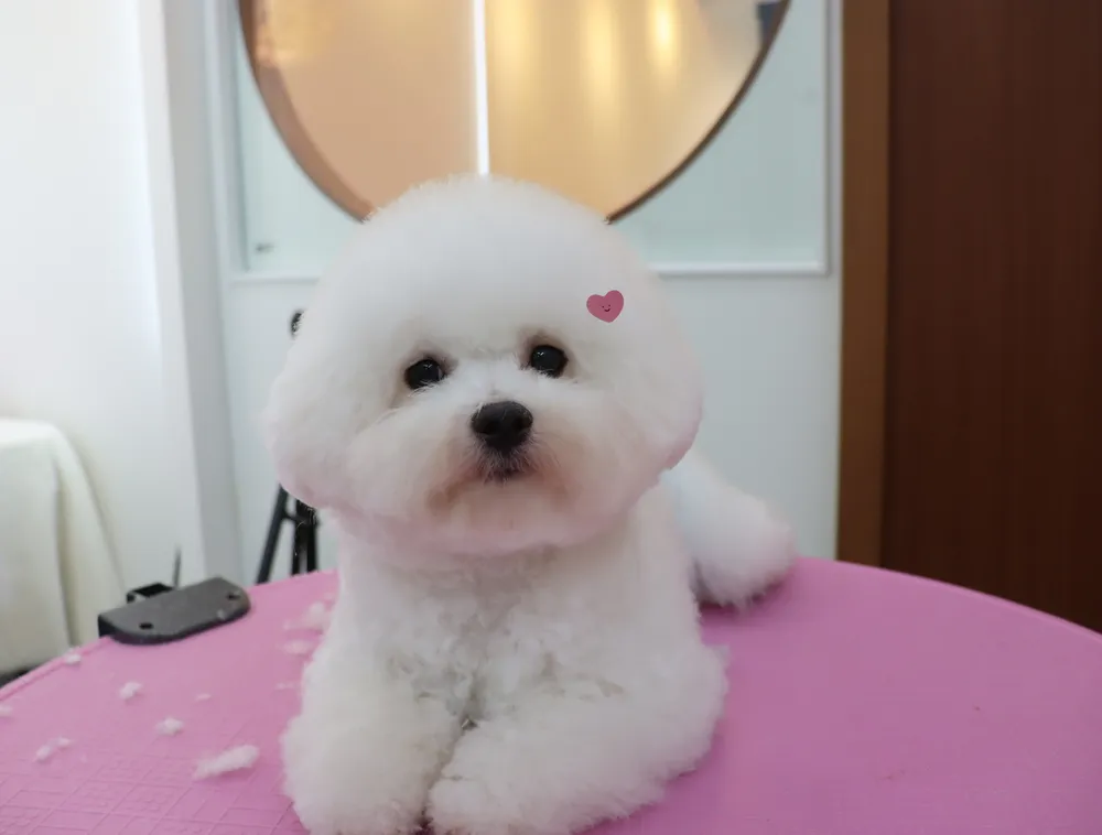 에스티비숑프리제 대표 이미지