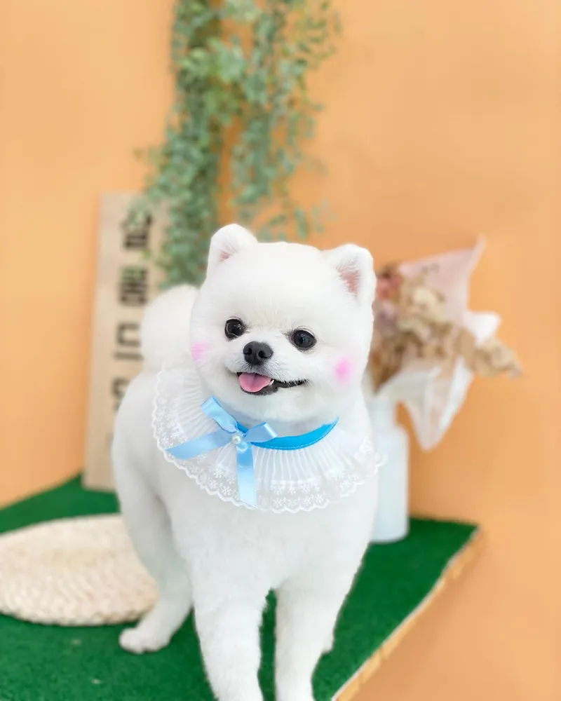 살롱드댕댕 대표 이미지