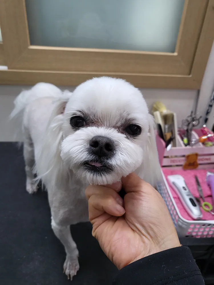 퍼피멍멍 대표 이미지