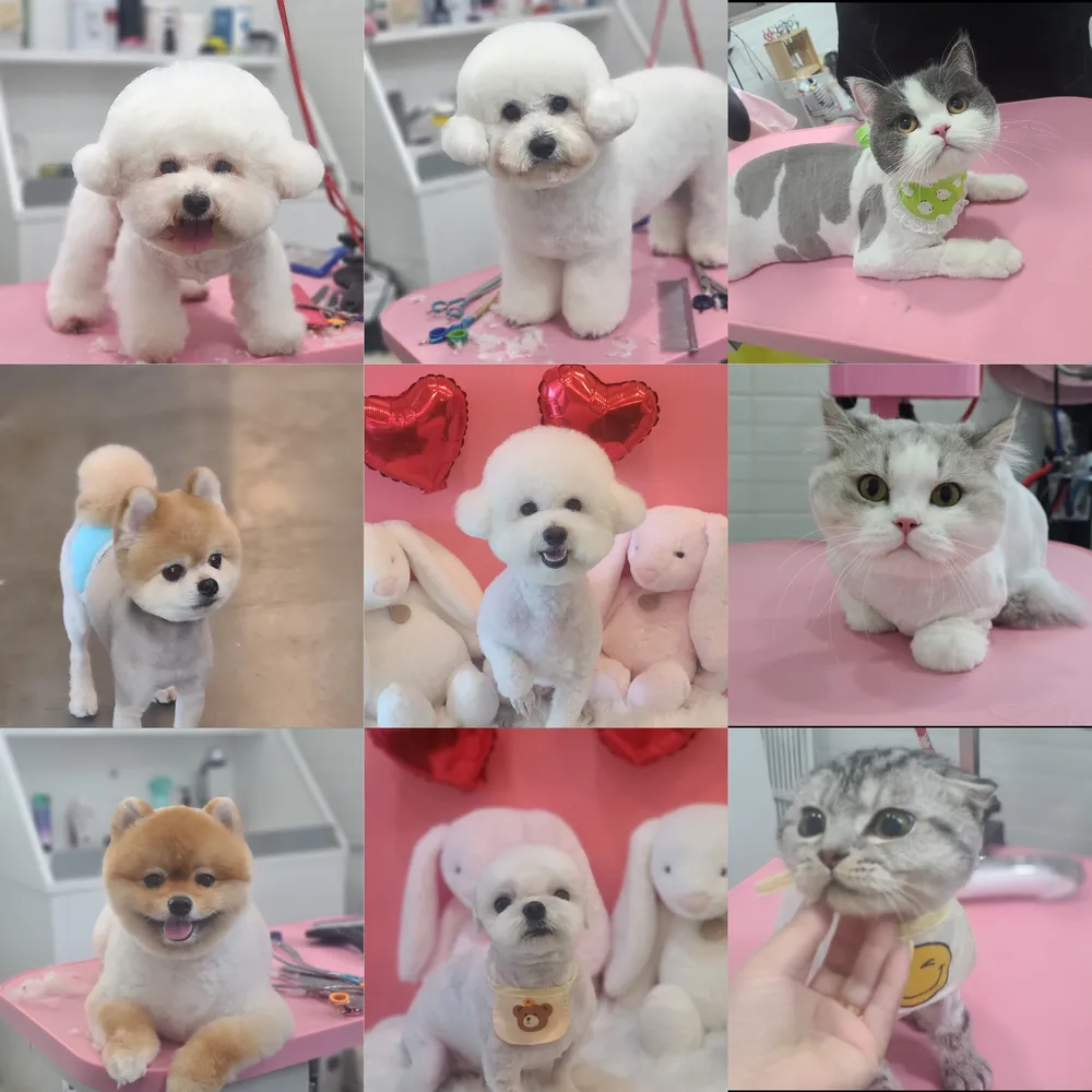 퍼피라운지 대표 이미지